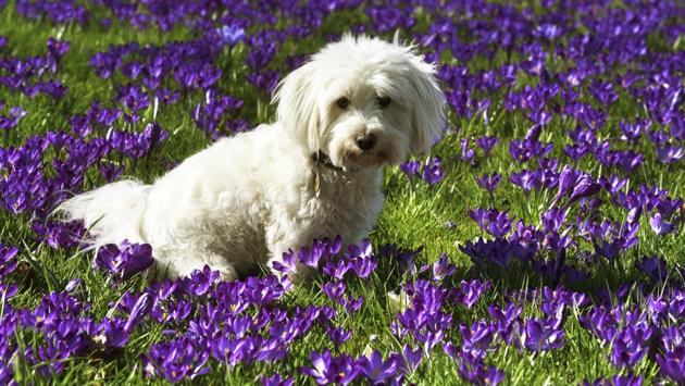 A little dog sits in a meadow with crocuses at the banks of river Rhine in Duesseldorf, Germany. (Horst Ossinger / AP)