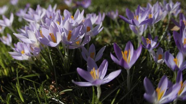 Crocuses bloom on a meadow in Munich, Germany. For these spring flowers temperature is not as important as sunshine to them opening. If it’s cloudy, they will remain shut, but a splash of sun will bring them all wide open, and their interior is invariably more brightly coloured than the outside of their petals. (Matthias Schrader / AP)