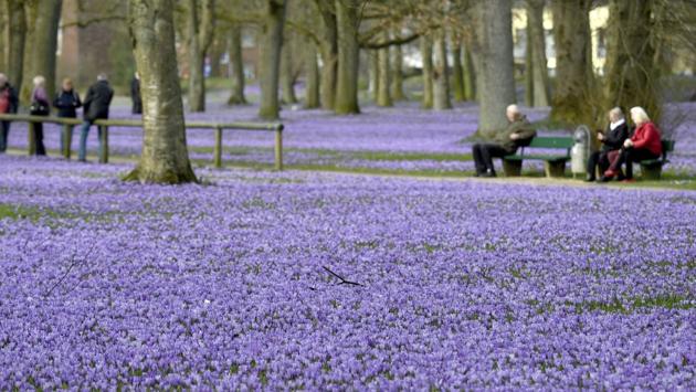A sea of blossoming crocuses covers the castle grounds in Husum, northern Germany. (Carsten Rehder / AP)