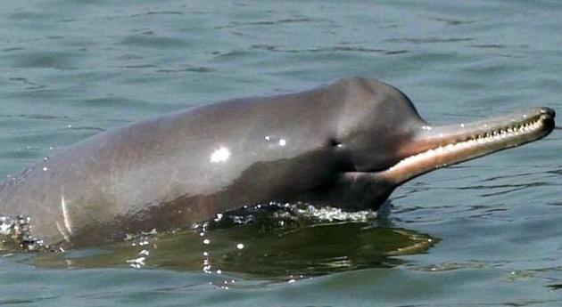 The Gangetic dolphin, India’s national aquatic animal since 2009, is facing extinction.(HT file photo)