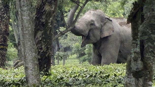 The SMS alerts will inform people on how many elephants are present in a certain area.(HT FILE PHOTO)