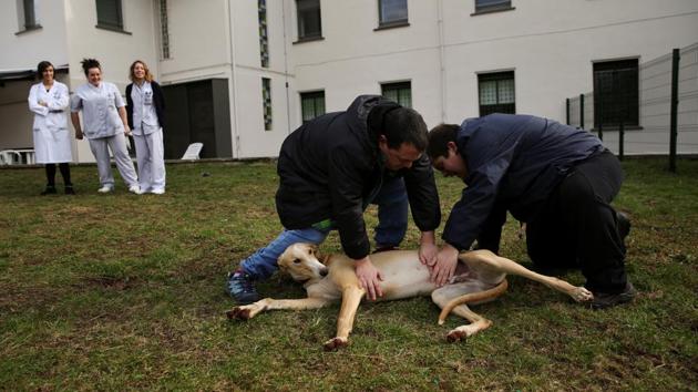 Andres Garcia (L), 29, and Inaki Gorriz, 24, pet Atila, as their nurses and therapists look on. Playing with those who are more active and sitting still with those who find moving a daily challenge, the dogs tailor their behaviour according to the needs of their patient. (Susana Vera/REUTERS) Andres Garcia (L), 29, and Inaki Gorriz, 24, pet Atila, as their nurses and therapists look on. Playing with those who are more active and sitting still with those who find moving a daily challenge, the dogs tailor their behaviour according to the needs of their patient. (Susana Vera/REUTERS)
