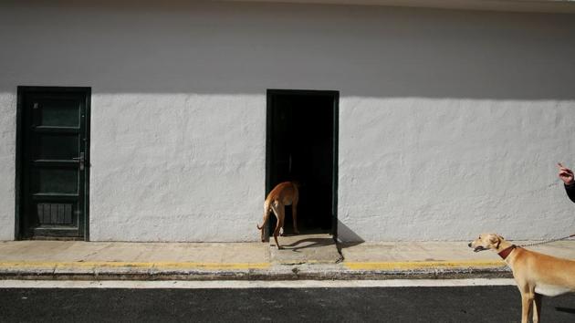 Unlike other centres, Atila and Argi live on the grounds and are cared for by patients. (Susana Vera/REUTERS) Unlike other centres, Atila and Argi live on the grounds and are cared for by patients. (Susana Vera/REUTERS)