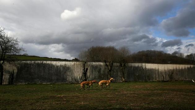 The dogs also work with those unable to feed or walk the animals, sitting with severe dementia patients in an effort to combat isolation and depression by stimulating their senses of touch. (Susana Vera/REUTERS)
