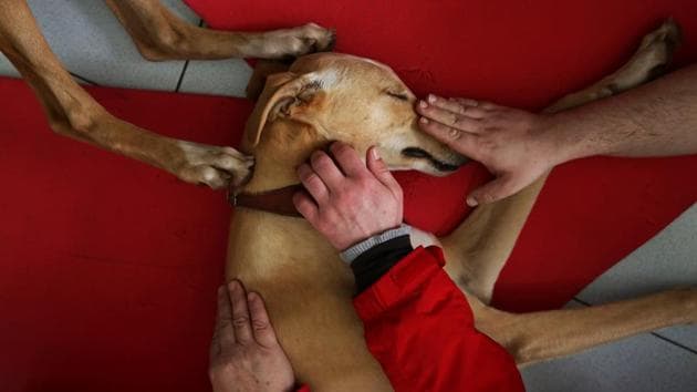 Atila, a trained therapeutic greyhound used to treat patients with mental health issues and learning difficulties, falls asleep as it gets caressed by three patients at Benito Menni health facility in Elizondo, northern Spain. (Susana Vera/REUTERS) Atila, a trained therapeutic greyhound used to treat patients with mental health issues and learning difficulties, falls asleep as it gets caressed by three patients at Benito Menni health facility in Elizondo, northern Spain. (Susana Vera/REUTERS)
