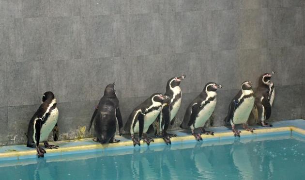 Initially, eight penguins were brought from South Korea last July. However, one of the birds succumbed to stomach and liver infections following which the remaining seven were quarantined immediately.(HT file)