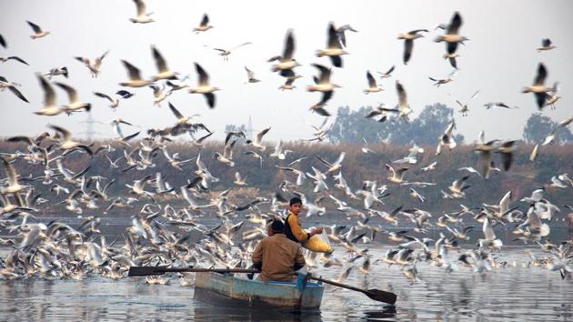 Migratory birds at the Yamuna, New Delhi, India. (File Photo)(Saumya Khandelwal/HT)