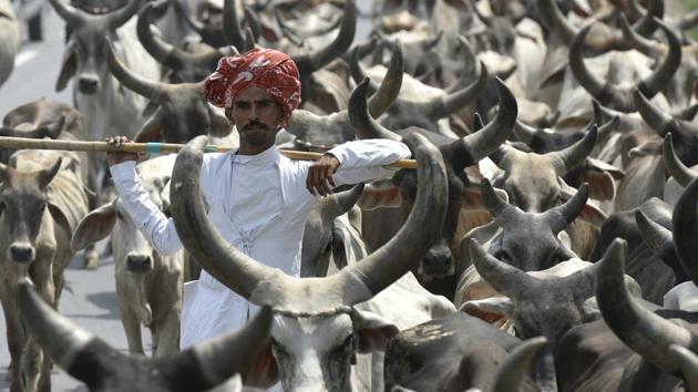 In 2011, when Narendra Modi was chief minister, the state government had imposed a complete ban on slaughtering and transportation of cow and progeny by amending the Gujarat Animal Preservation Act, 1954.(Ravi Choudhary/Representative Photo)