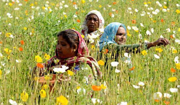 Labourers collecting seeds from blooming flowers in a field near Patiala on Saturday, March 18. (Bharat Bhushan/HT) Labourers collecting seeds from blooming flowers in a field near Patiala on Saturday, March 18. (Bharat Bhushan/HT)