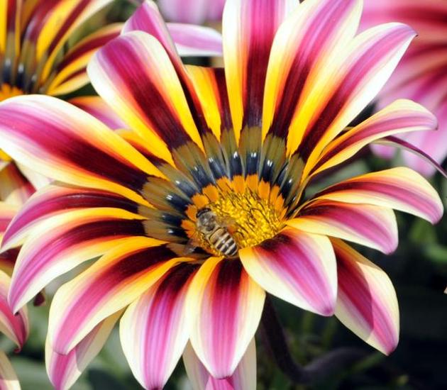 A honeybee at work on a flower in a field at Dablan village near Patiala on Saturday, March 18. (Bharat Bhushan/HT) A honeybee at work on a flower in a field at Dablan village near Patiala on Saturday, March 18. (Bharat Bhushan/HT)