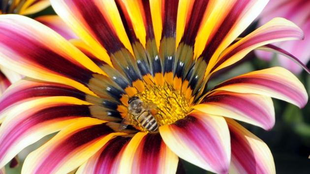 A honeybee at work on a flower in a field at Dablan village near Patiala on Saturday, March 18. (Bharat Bhushan/HT) A honeybee at work on a flower in a field at Dablan village near Patiala on Saturday, March 18. (Bharat Bhushan/HT)