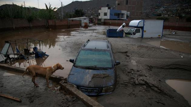 A dog stands at a flooded street after a massive landslide and flood in the Huachipa district of Lima, Peru. (Sebastian Castaneda  / REUTERS) 