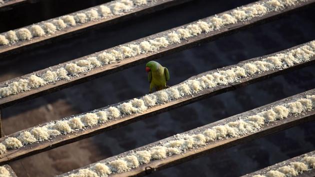 A parakeet arrives to eat feed on the roof of Indian camera technician and parakeet enthusiast Joseph Sekar's home in Chennai. (ARUN SANKAR / AFP) A parakeet arrives to eat feed on the roof of Indian camera technician and parakeet enthusiast Joseph Sekar's home in Chennai. (ARUN SANKAR / AFP)