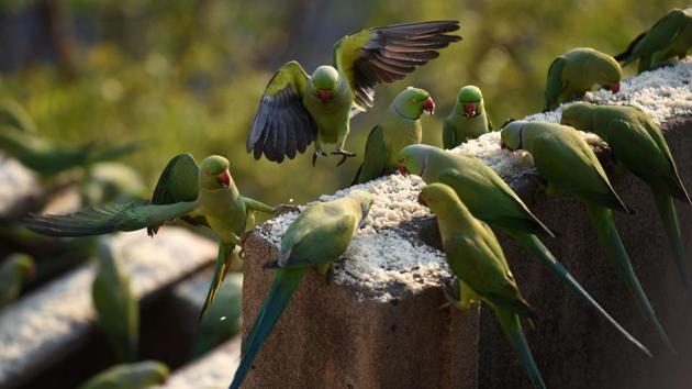A flock of parakeets eating bird feed on the roof of Indian camera technician and parakeet enthusiast Joseph Sekar's home in Chennai. (ARUN SANKAR / AFP) A flock of parakeets eating bird feed on the roof of Indian camera technician and parakeet enthusiast Joseph Sekar's home in Chennai. (ARUN SANKAR / AFP)