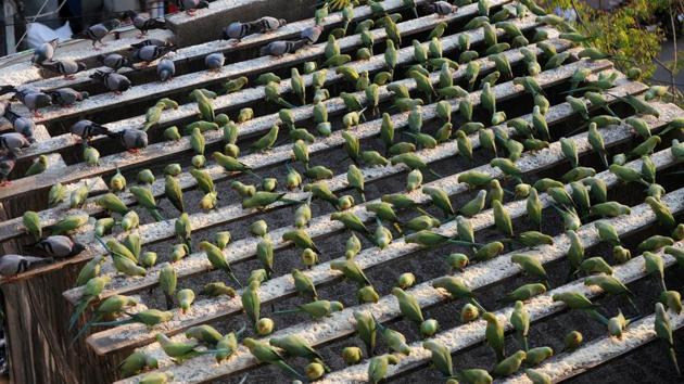 A flock of parakeets eating bird feed on the roof of parakeet enthusiast Joseph Sekar's home in Chennai. (ARUN SANKAR / AFP) A flock of parakeets eating bird feed on the roof of parakeet enthusiast Joseph Sekar's home in Chennai. (ARUN SANKAR / AFP)