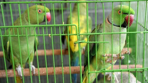 Injured parakeets kept in a cage as they recover at Joseph Sekar home in Chennai. (ARUN SANKAR / AFP) Injured parakeets kept in a cage as they recover at Joseph Sekar home in Chennai. (ARUN SANKAR / AFP)