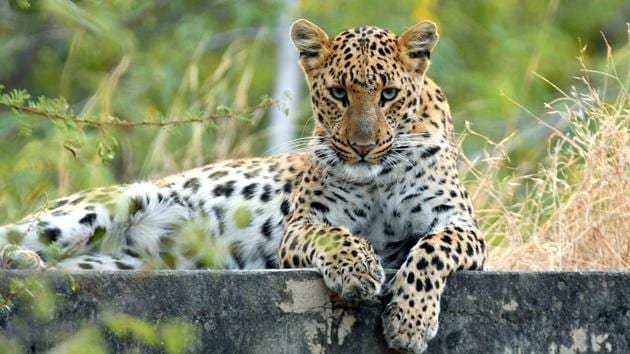 Leopards are listed as an endangered species under schedule one of the Wildlife Protection Act, 1972.(Hemant Hingonia/ HT Photo)