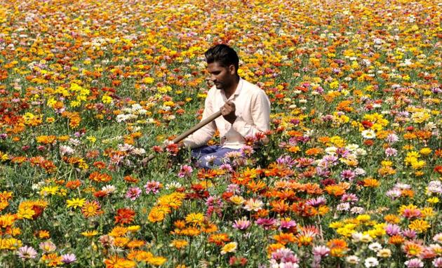 A labourer tending to flowers in a field near Patiala on Saturday, March 18. (Bharat Bhushan/HT) A labourer tending to flowers in a field near Patiala on Saturday, March 18. (Bharat Bhushan/HT)