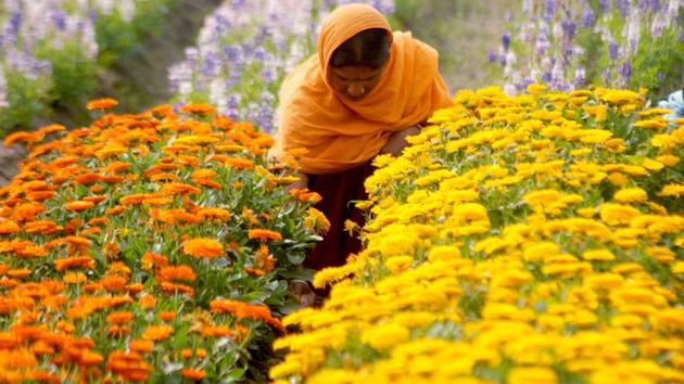 A labourer tending to flowers in a field near Patiala on Saturday, March 18. (Bharat Bhushan/HT) A labourer tending to flowers in a field near Patiala on Saturday, March 18. (Bharat Bhushan/HT)