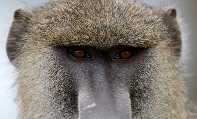 A baboon looks at the road at Amboseli National Park. (Goran Tomasevic / REUTERS) A baboon looks at the road at Amboseli National Park. (Goran Tomasevic / REUTERS)