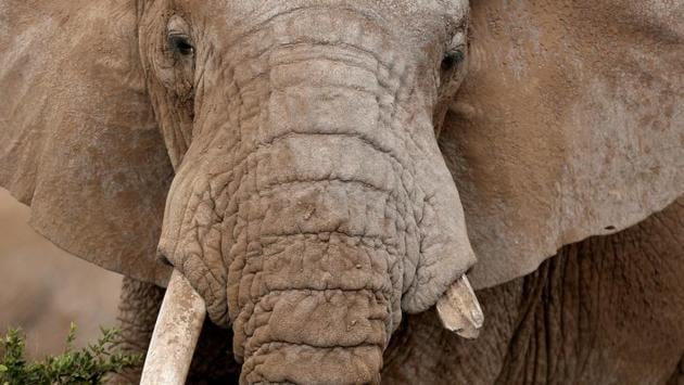 An elephant with a broken tusk walks in Amboseli National Park. (Goran Tomasevic / REUTERS) An elephant with a broken tusk walks in Amboseli National Park. (Goran Tomasevic / REUTERS)