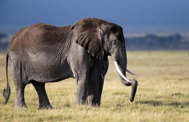 An elephant stands in Amboseli National Park, Kenya. (Goran Tomasevic / REUTERS) An elephant stands in Amboseli National Park, Kenya. (Goran Tomasevic / REUTERS)