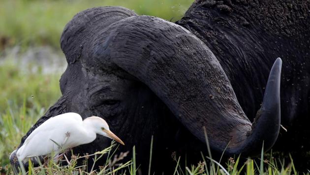 A cattle egret walks in front of a buffalo in Amboseli National Park. (Goran Tomasevic / REUTERS) A cattle egret walks in front of a buffalo in Amboseli National Park. (Goran Tomasevic / REUTERS)