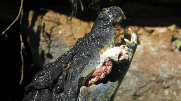 Crocodiles are common in Australia’s north where numbers have increased since the introduction of protection laws in 1971.(Reuters File (representational picture))