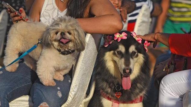 Cuteness overload! (Pratik Chorge/HT PHOTO)