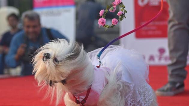 If you have it, flaunt it! (Pratik Chorge/HT PHOTO)