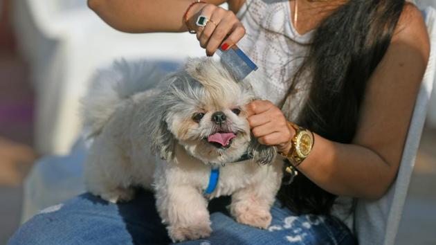 Well-groomed? A dog gets ready for the ramp walk. (Pratik Chorge/HT PHOTO)