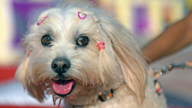 Clip and tell: One of the contestants. (Pratik Chorge/HT PHOTO)