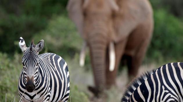 A zebra walks in front of an elephant in Amboseli National Park. (Goran Tomasevic / REUTERS) A zebra walks in front of an elephant in Amboseli National Park. (Goran Tomasevic / REUTERS)