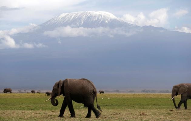 Amboseli has an endless underground water supply filtered through thousands of feet of volcanic rock from Kilimanjaro’s ice cap, which funnel into two clear water springs in the heart of the park. (Goran Tomasevic / REUTERS) Amboseli has an endless underground water supply filtered through thousands of feet of volcanic rock from Kilimanjaro’s ice cap, which funnel into two clear water springs in the heart of the park. (Goran Tomasevic / REUTERS)