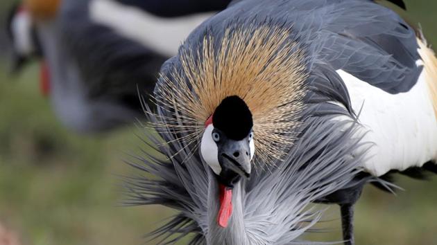Grey crowned cranes walk in Amboseli National Park, Kenya. (Goran Tomasevic / REUTERS) Grey crowned cranes walk in Amboseli National Park, Kenya. (Goran Tomasevic / REUTERS)