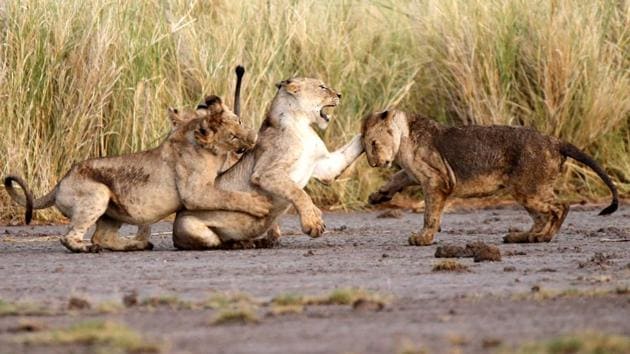 Lions play in Amboseli National Park, Kenya. (Goran Tomasevic / REUTERS) Lions play in Amboseli National Park, Kenya. (Goran Tomasevic / REUTERS)