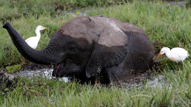 A baby elephant eats in a swamp in Amboseli National Park, Kenya. (Goran Tomasevic / REUTERS) A baby elephant eats in a swamp in Amboseli National Park, Kenya. (Goran Tomasevic / REUTERS)