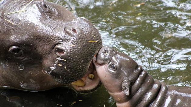 A baby pygmy hippo (R) in the water with her mother 'Kambiri' at Taronga Zoo in Sydney. Zoo-goers in Australia were introduced to a rare baby pygmy hippo, the first of its kind born at Taronga Zoo in seven years. (Taronga Zoo / PAUL FAHY / AFP) A baby pygmy hippo (R) in the water with her mother 'Kambiri' at Taronga Zoo in Sydney. Zoo-goers in Australia were introduced to a rare baby pygmy hippo, the first of its kind born at Taronga Zoo in seven years. (Taronga Zoo / PAUL FAHY / AFP)