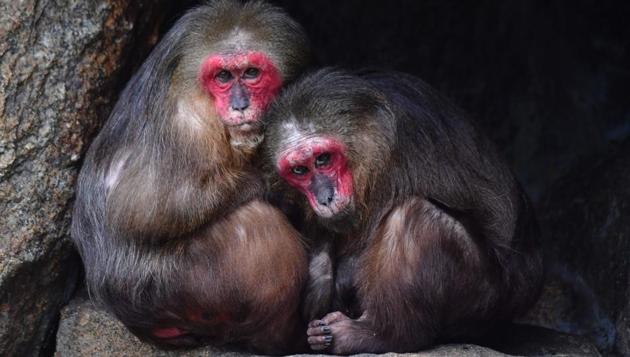 Two stump-tailed Macaques sit in their enclosure at Berlin's Zoologischer garten zoo. (John MACDOUGALL / AFP) Two stump-tailed Macaques sit in their enclosure at Berlin's Zoologischer garten zoo. (John MACDOUGALL / AFP)