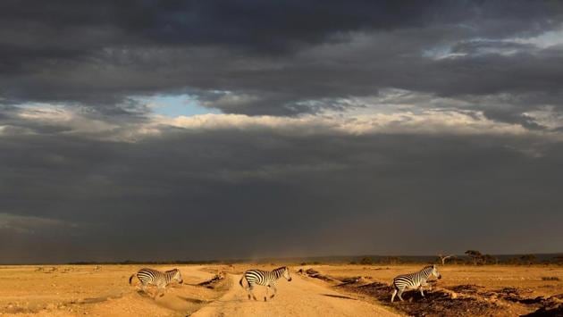 Zebras cross a road just before rain in Amboseli National Park. It is known for its large elephant herds and views of immense Mount Kilimanjaro, across the border in Tanzania (Goran Tomasevic / REUTERS) Zebras cross a road just before rain in Amboseli National Park. It is known for its large elephant herds and views of immense Mount Kilimanjaro, across the border in Tanzania (Goran Tomasevic / REUTERS)