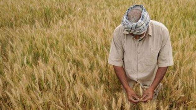 About 125 lakh tonnes of wheat expected to arrive in 1,800 mandis of Punjab this season. (HT File Photo) About 125 lakh tonnes of wheat expected to arrive in 1,800 mandis of Punjab this season. (HT File Photo)