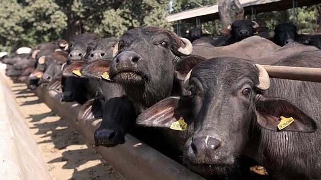 Two slaughterhouses were sealed by the authorities here on Sunday night, a development that comes within hours of BJP leader Yogi Adityanath taking over as the Uttar Pradesh Chief Minister.(PTI Representative Photo) Two slaughterhouses were sealed by the authorities here on Sunday night, a development that comes within hours of BJP leader Yogi Adityanath taking over as the Uttar Pradesh Chief Minister.(PTI Representative Photo)