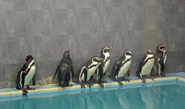 Shiv Sena chief Uddhav Thackeray inaugurated the enclosure for public viewing at Veermata Jijabai Bhosale Udyan also popularly known as Byculla Zoo on Friday.(HT file)