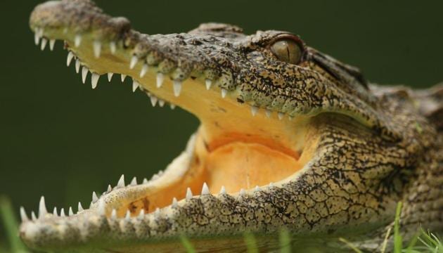 A crocodile lies in wait by the 13th green during practice before the Alfred Dunhill Golf Championship in Malelane, South Africa. (Getty Images) A crocodile lies in wait by the 13th green during practice before the Alfred Dunhill Golf Championship in Malelane, South Africa. (Getty Images)
