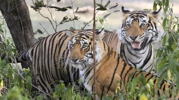 Young Tigress Arrowhead a.k.a T84 (R) gets cosy with a male tiger (T91) at Ranthambore Tiger Reserve, Sawai Madhopur in Rajasthan, India. Sighted as a cub with mother T19 for the first time in March 2014, three year old T84 is granddaughter of late legendary tigress Machhli. (Himanshu Vyas/HT Photo)