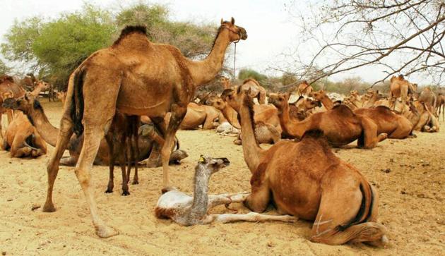 About 440 camel-rearers participated in the awareness camp held in Barmer. (HT Photo) About 440 camel-rearers participated in the awareness camp held in Barmer. (HT Photo)