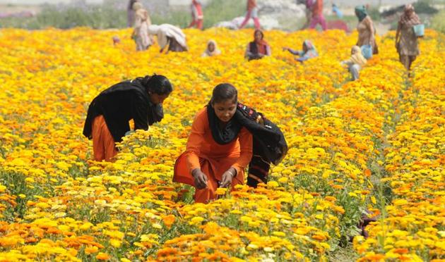 REGENERATION: Labourers collecting seeds from blooming flowers in a field near Malerkotla in Sangrur on Monday, March 20. (Bharat Bhushan/HT) REGENERATION: Labourers collecting seeds from blooming flowers in a field near Malerkotla in Sangrur on Monday, March 20. (Bharat Bhushan/HT)