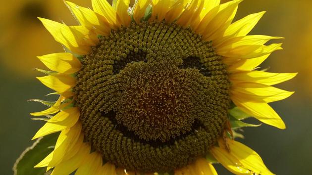 A smiley face is seen on a sunflower in a sunflower field in Lawrence, Kan. Over the past decade as income in the US has gone up, self-reported happiness levels have fallen fast, some of the biggest slides in the world.(AP File Photo) A smiley face is seen on a sunflower in a sunflower field in Lawrence, Kan. Over the past decade as income in the US has gone up, self-reported happiness levels have fallen fast, some of the biggest slides in the world.(AP File Photo)