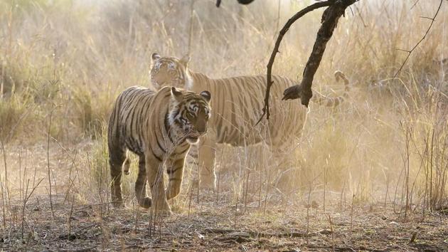 Forest officials said six tigers left Ranthambore between 2002 and 2013. Some went to as far as Kuno Palpur in Madhya Pradesh. Only one returned, while three of them were found dead later. (Himanshu Vyas/HT Photo)