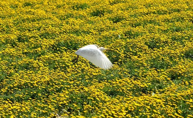 FARMER’S FRIEND: A crane that feeds on insects in a flower field near Patiala on Monday, March 20. (Bharat Bhushan/HT) FARMER’S FRIEND: A crane that feeds on insects in a flower field near Patiala on Monday, March 20. (Bharat Bhushan/HT)